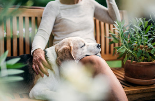 How to Keep Your Older Dog Safe in Your Garden the Summer